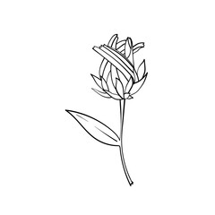 Obraz premium illustration of a flower Rudbeckia hirta