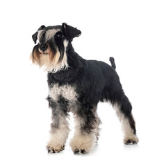 miniature schnauzer in studio