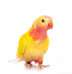 Princess parrot in studio