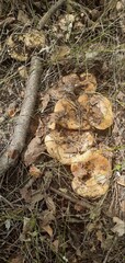 mushrooms in the forest