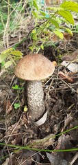 boletus edulis mushroom