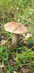 boletus edulis mushroom