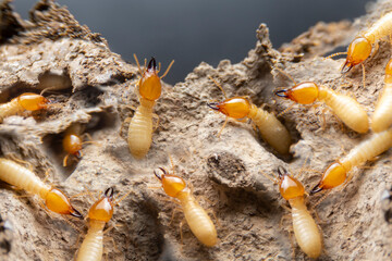 Group of the small termite on decaying timber. The termite on the ground is searching for food to feed the larvae in the cavity.