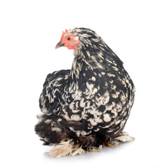 Pekin Bantam in studio