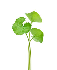 Three Gotu kola (Centella asiatica) leaves with water drops isolated on white background. (Asiatic pennywort, Indian pennywort) Clipping path.