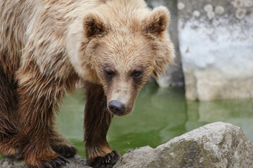 Fototapeta premium ours
