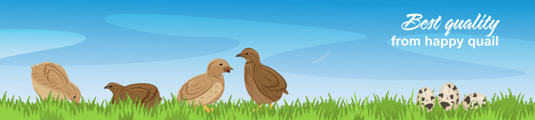 Vector illustration of happy quails in a farm landscape. 