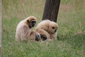 gibbon