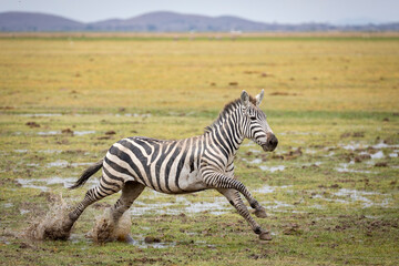 Zebra running in muddy plains of Amboseli National Park in Kenya