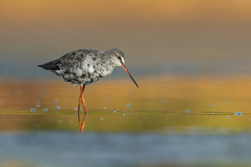 Spotted redshank