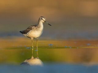 Common greenshank