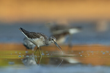 Common greenshank