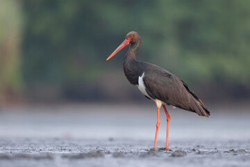 Black stork