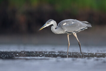 Juvenile grey heron