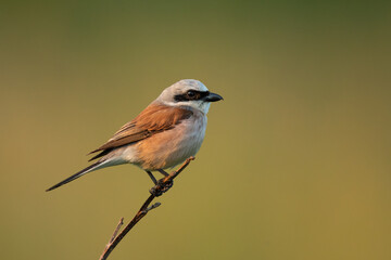 Red backed shrike 