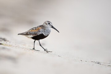 Dunlin on the sea shore