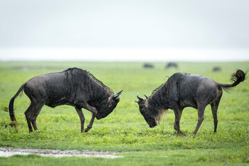 Two white bearded wildebeest fighting in green plains of Ngorongoro Crater in Tanzania