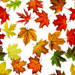Maple leaf background. Season leaves seamless pattern background. Autumn yellow red, orange leaf isolated on white. Colorful maple foliage.