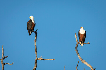 Two African fish eagles perching with blue background in Chobe River in Botswana