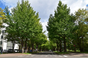 The view of Hokkaido University in Sapporo City, Japan