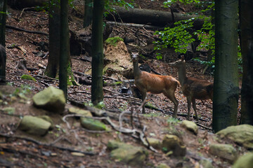 Female red deer in amazing Carpathian forest, Slovakia, Europe