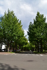 The view of Hokkaido University in Sapporo City, Japan