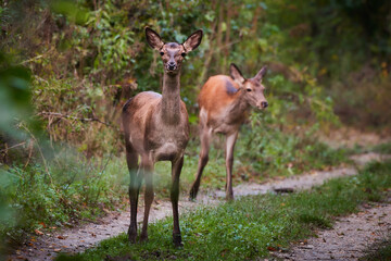 Female red deer in amazing Carpathian forest, Slovakia, Europe