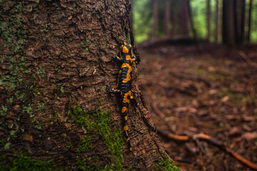 Una salamandra de fuego escalando un árbol en pleno bosque 