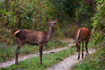 Female red deer in amazing Carpathian forest, Slovakia, Europe