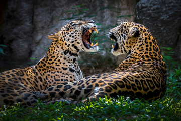 Jaguar couple resting in nature. © MrPreecha