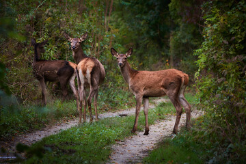 Female red deer in amazing Carpathian forest, Slovakia, Europe