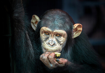 Child chimpanzee face on black background.