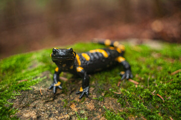 Una salamandra de fuego posando para la foto en pleno bosque 