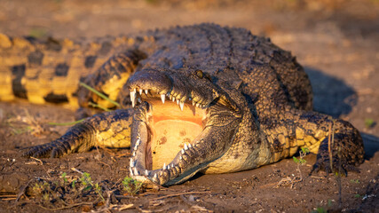 Nile crocodile with mouth open showing teeth in Chobe River in Botswana