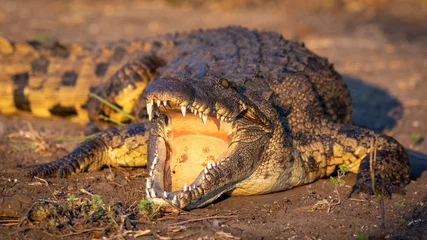 Gordijnen Nile crocodile with mouth open showing teeth in Chobe River in Botswana © stuporter