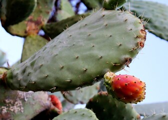 evocative image of prickly pears on their plant