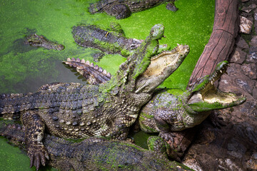 Crocodile resting on the farm.