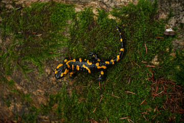 El cuerpo de una salamandra de fuego 