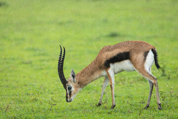 Male Thompson's gazelle grazing in green grass of Ngorongoro Crater in Tanzania