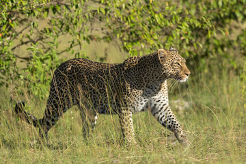 Leopard walking in green bush in Masai Mara in Kenya