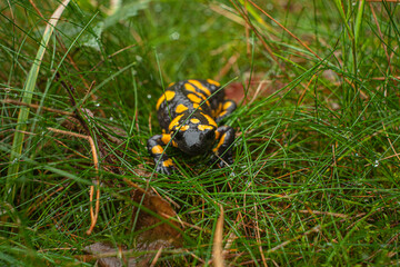 Salamandra de fuego amarilla con negro entré la hierba