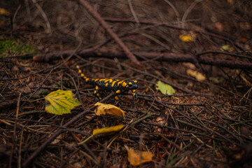 Salamandra de fuego sobre ramas del bosque