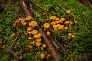 Cantharellus lutescens o camagrocs creciendo en el bosuqe 