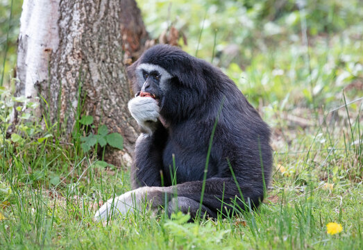 White-cheeked Gibbon, (Nomascus Leucogenys)