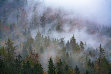 Bosques por la mañana con niebla levantándose 