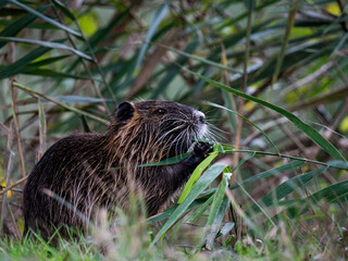 Wild Muskrat National Park France 