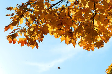 Colorful autumn leaves and branches against the blue sky and sun. Season, nature, autumn card, thanksgiving, fall background concept.Copy space, selective focus..