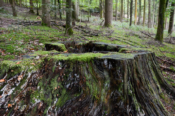 Seelbach, Tretenbach, Vorberzone des Schwarzaldes: Wald mit Naturverjüngung.