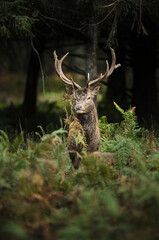 Cerf élaphe pendant la période du brame