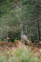 Cerf élaphe pendant la période du brame